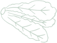 health-coaching-shape-04